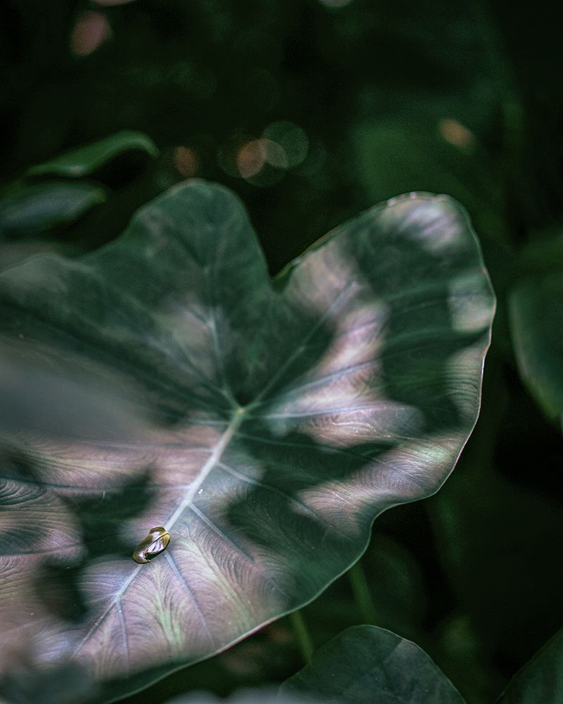 Alocassia Leaf. El Yunque Rainforest. Photoshoot. Puerto Rico Plants.