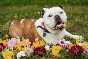 Tilly Project, forget me not, end of life pet session in New Hampshire.