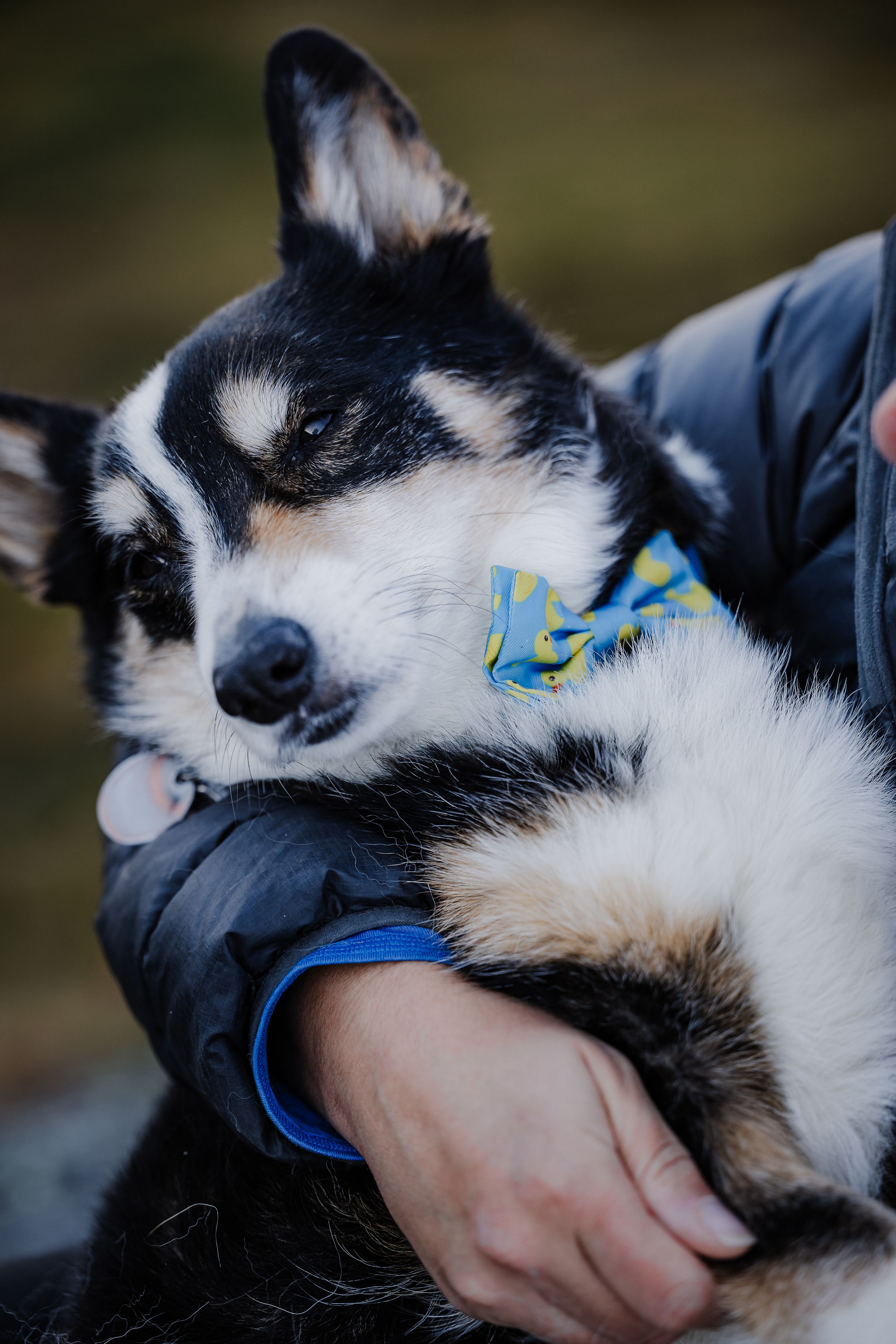 Tri colored Corgi wearing a blue and yellow bow tie resting peacefully in his owners arms.