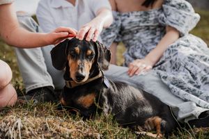 Tilly Project, forget me not, end of life pet session in New Hampshire.
