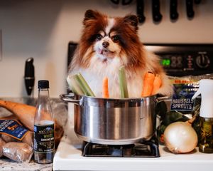 Pomeranian sitting in a cooking pot on a stove with all the Thanksgiving fixings, create dog photoshoot for a family calendar.