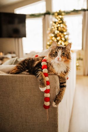 Indoor lifestyle Christmas photos with cat.