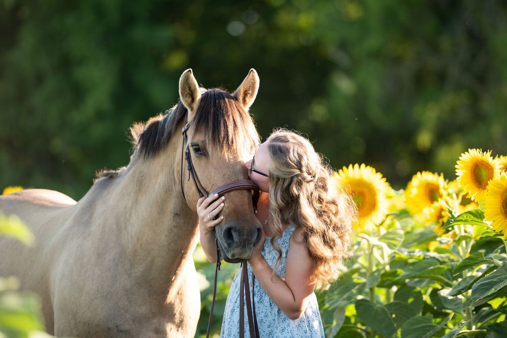 A horse and its rider backlit by the sun in a field of sunflowers during golden hour.