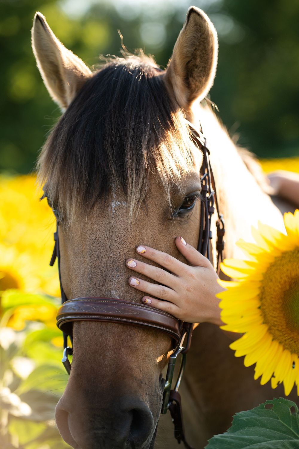 A brown horse stands gently beside blooming sunflowers in a summer garden as a hand reaches out to pet its face.