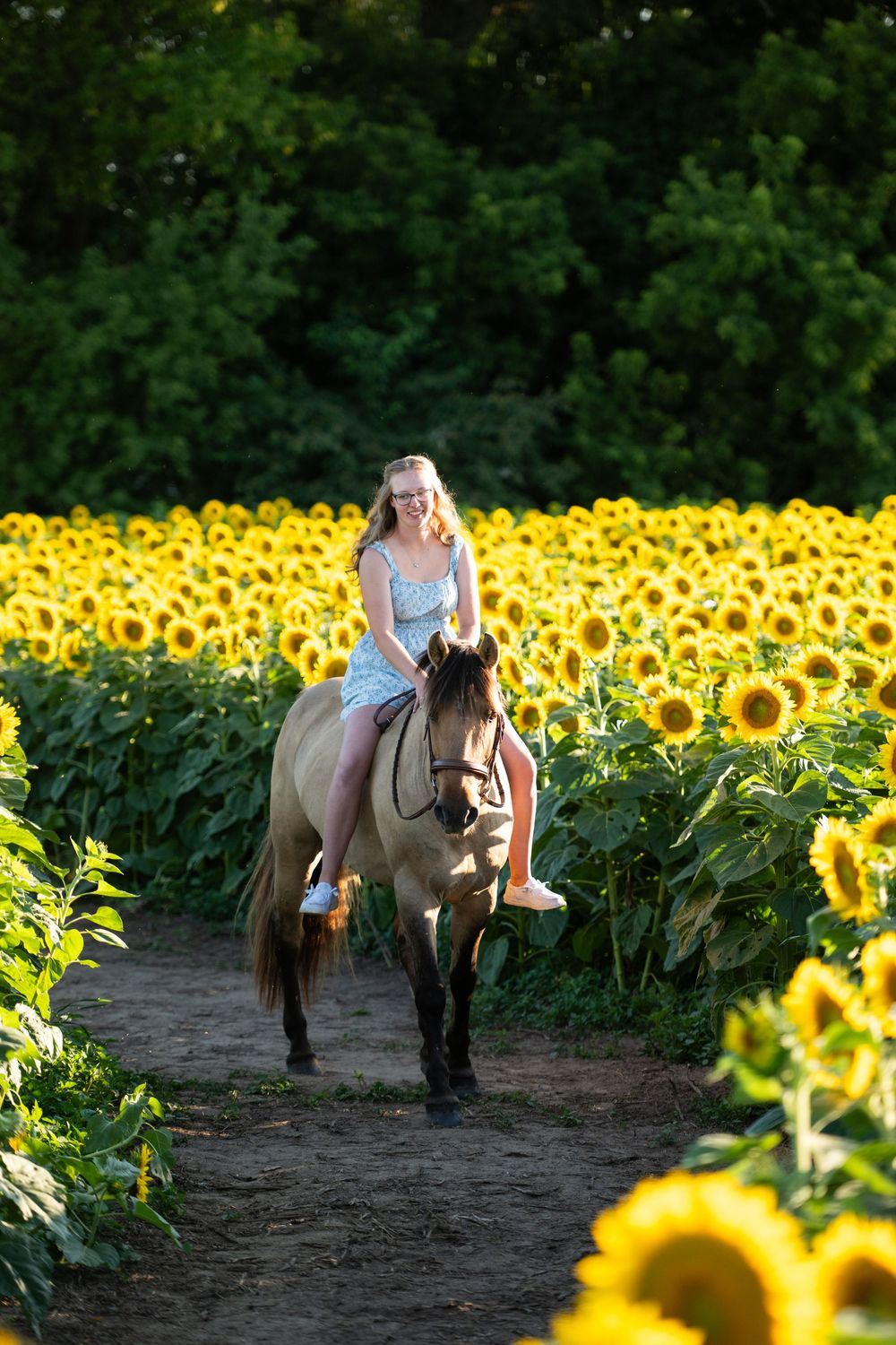 A horse and rider canter through a vibrant field of blooming sunflowers on a summer day.