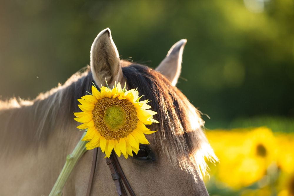 Bright yellow sunflowers grow in a sunny summer field with blurred natural background.