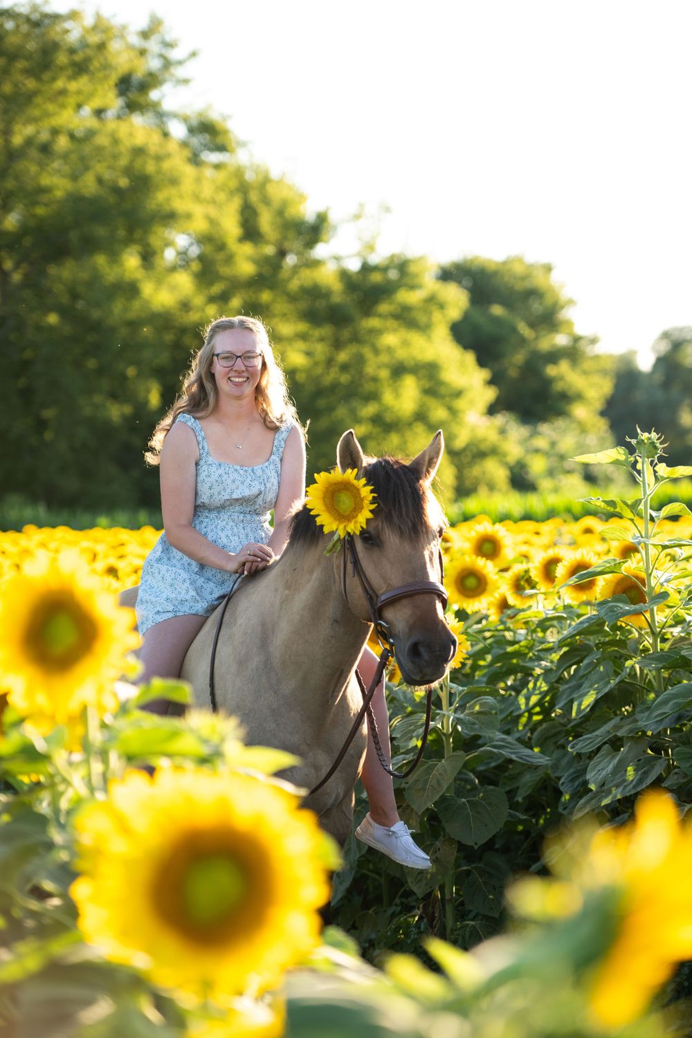 A rider on horseback travels through a vibrant sunflower field on a sunny summer day.