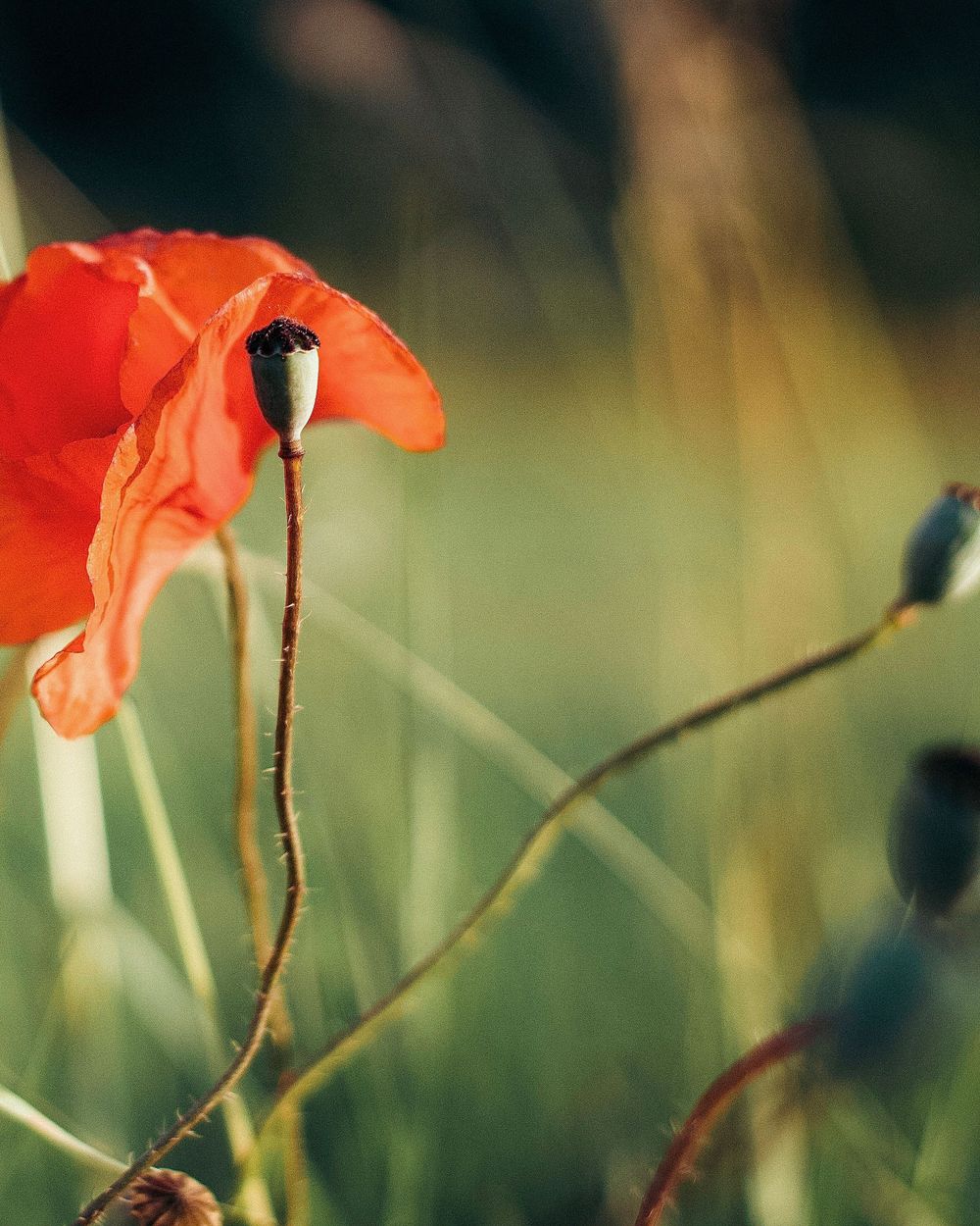 Belgian red poppy summer field photography Knokke
