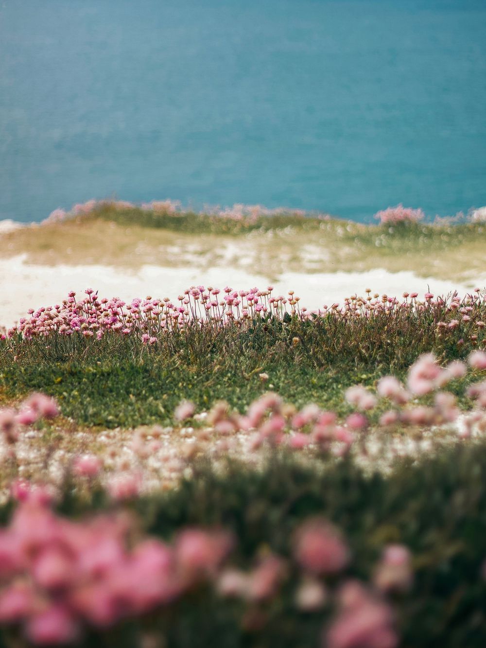 Spring flowers at the edge of a cliff at the English coast, Seven Sisters, photography