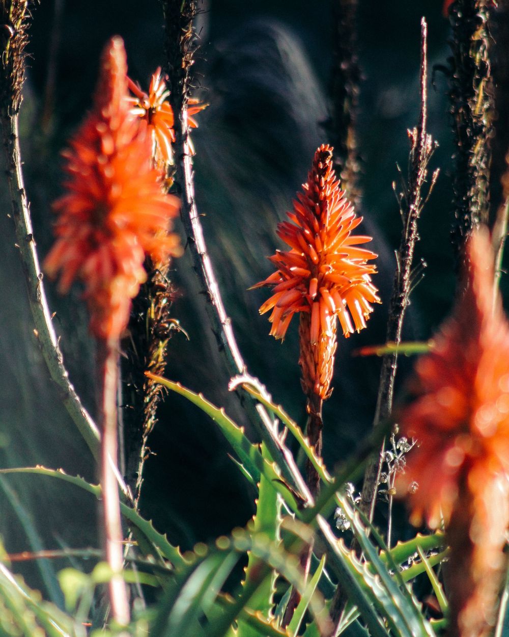 Red and orange flower South Africa kirstenbosch Cape Town photography