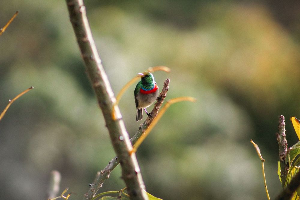 Sunbird South Africa kirstenbosch Cape Town photography