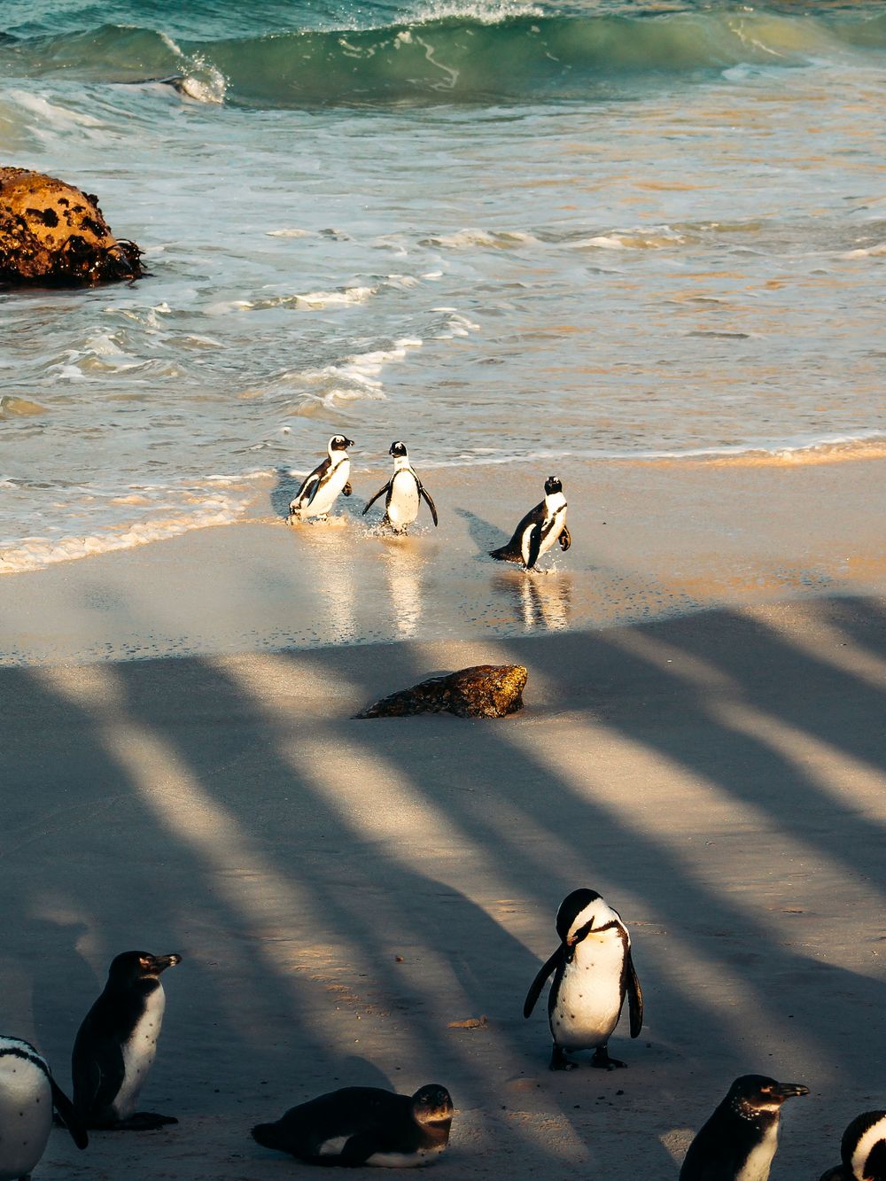 South African penguins at the beach in Cape Town