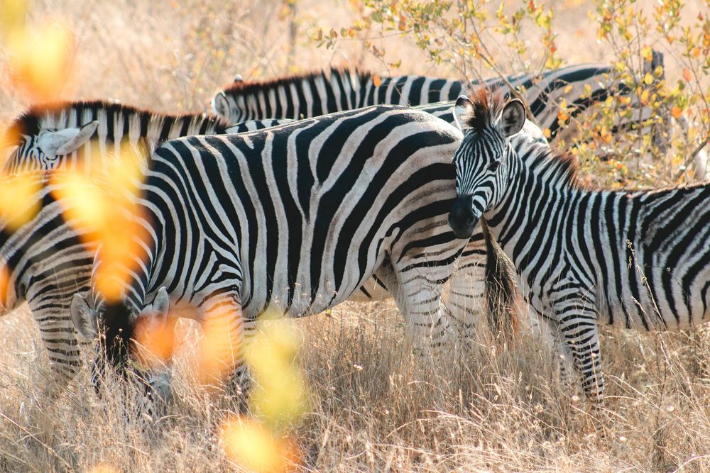 Zebras South Africa Kruger national park photography safari
