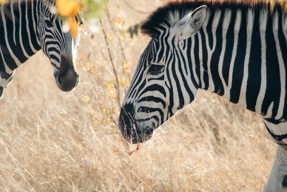 Zebra South Africa Kruger national park photography safari