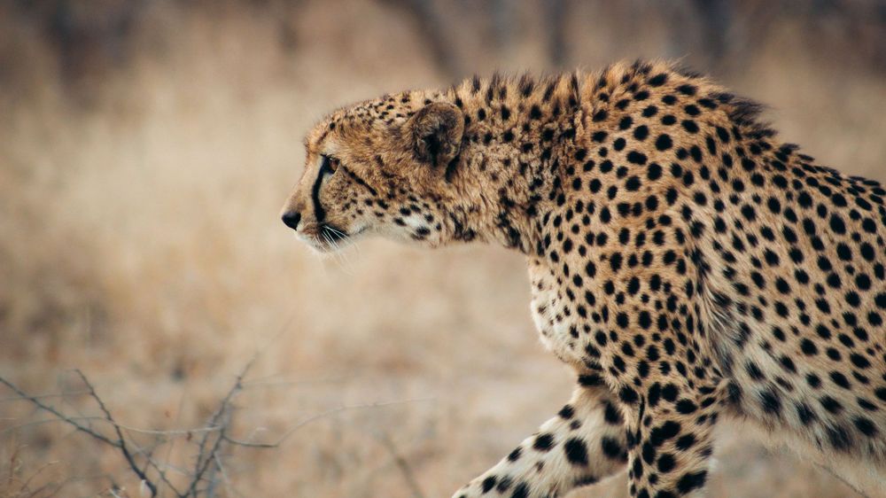 Cheetah South Africa photography Karongwe game reserve Kruger national park