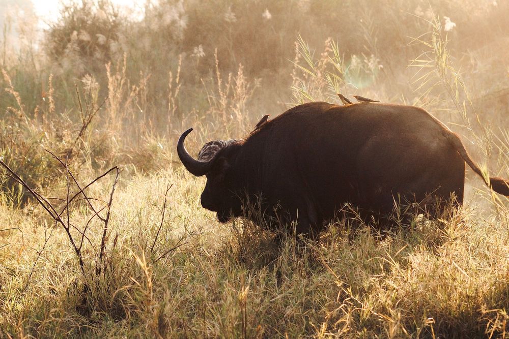 Water buffalo in South Africa photography