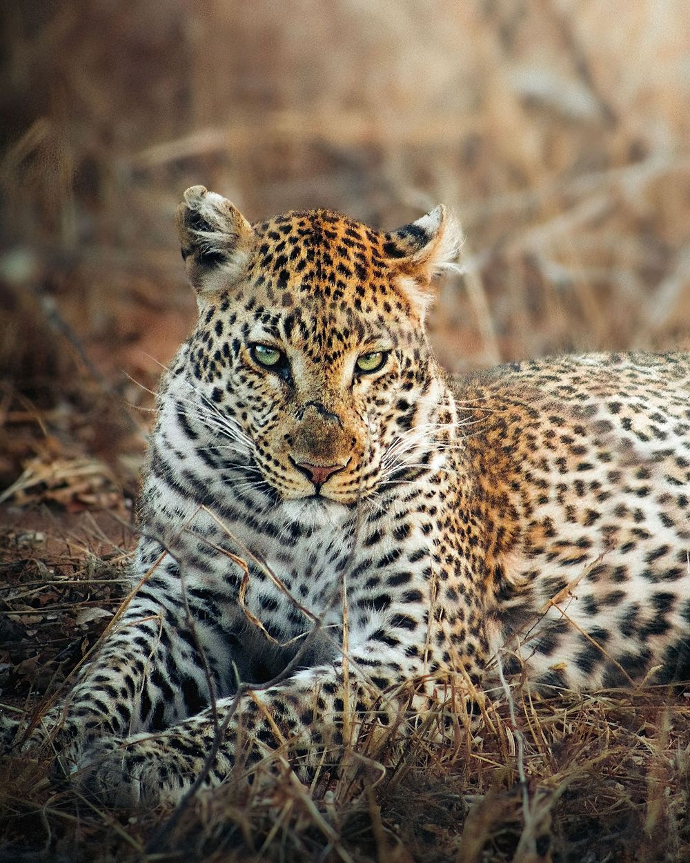 South African leopard photography safari