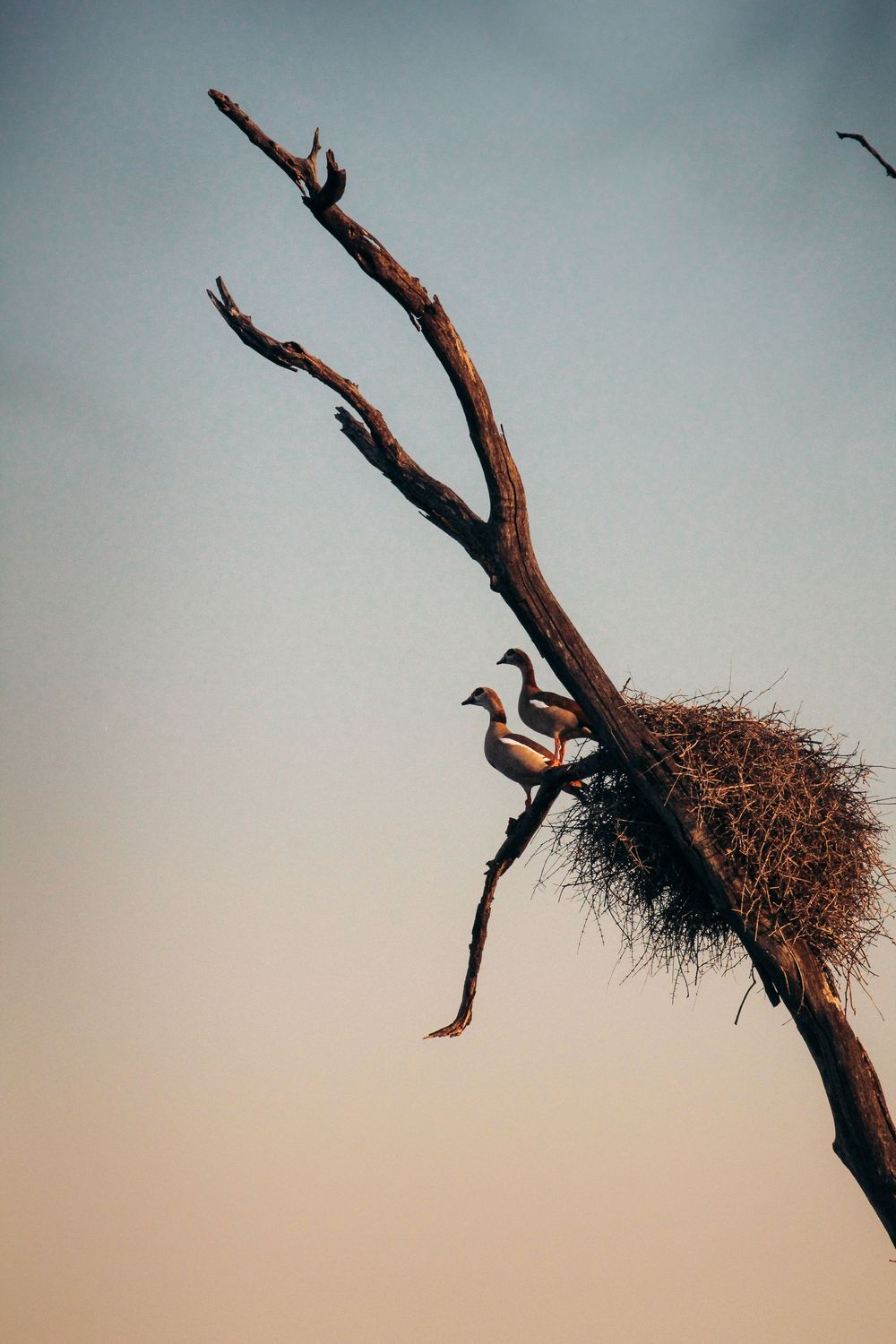 South Africa safari birds branch photography