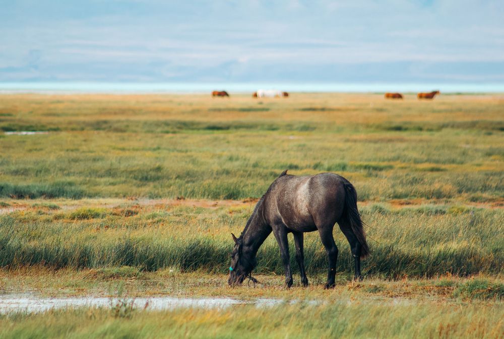 Horse grazing in El Calafate, Patagonia, Argentina photography