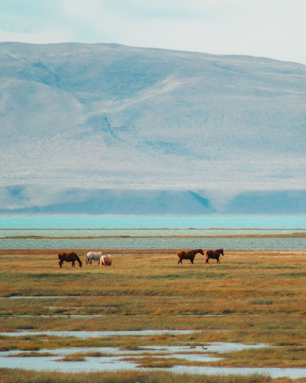 Horses grazing in El Calafate, Patagonia, Argentina photography