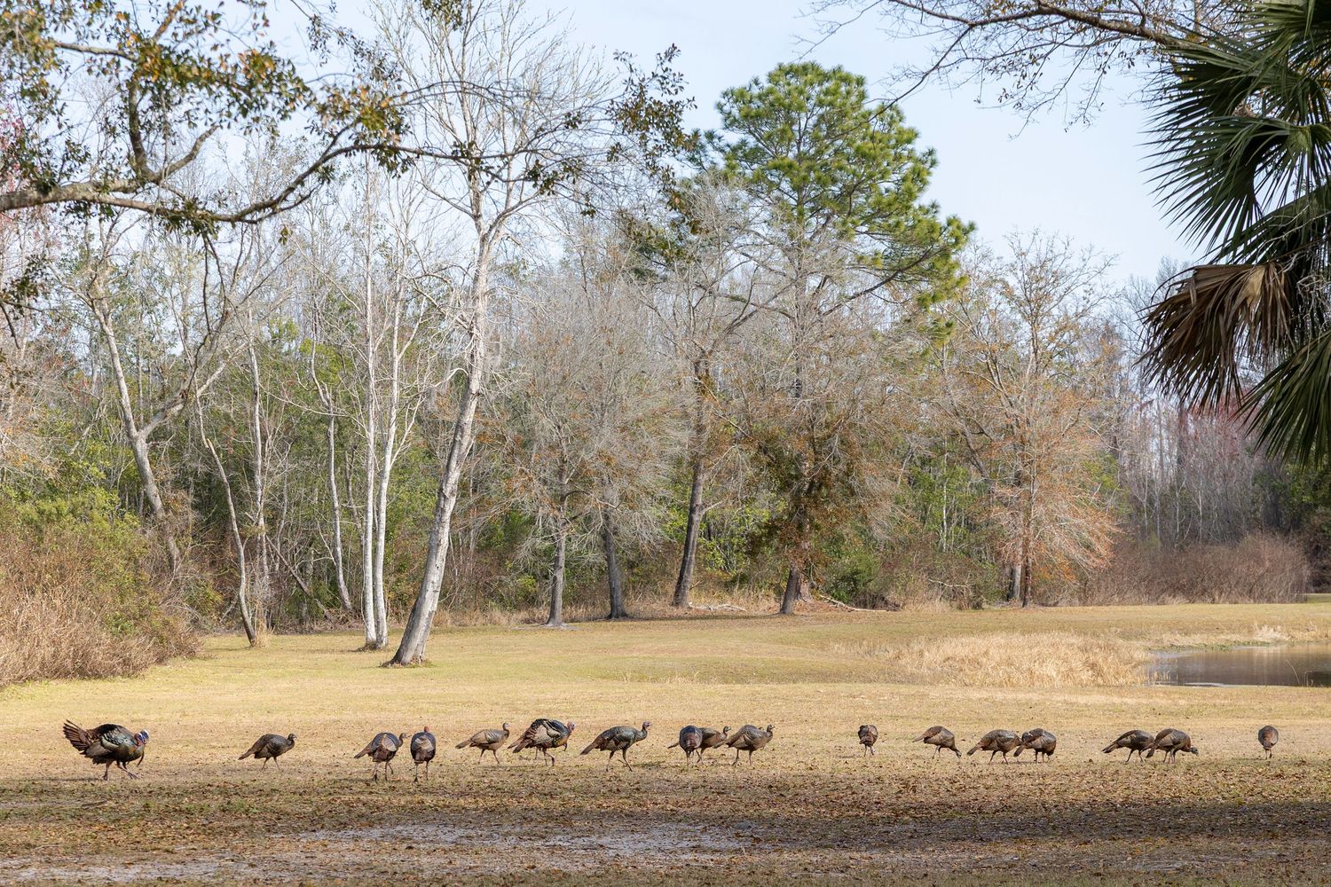 A flock of wild turkeys grazes across an open field surrounded by bare trees in a rural landscape.