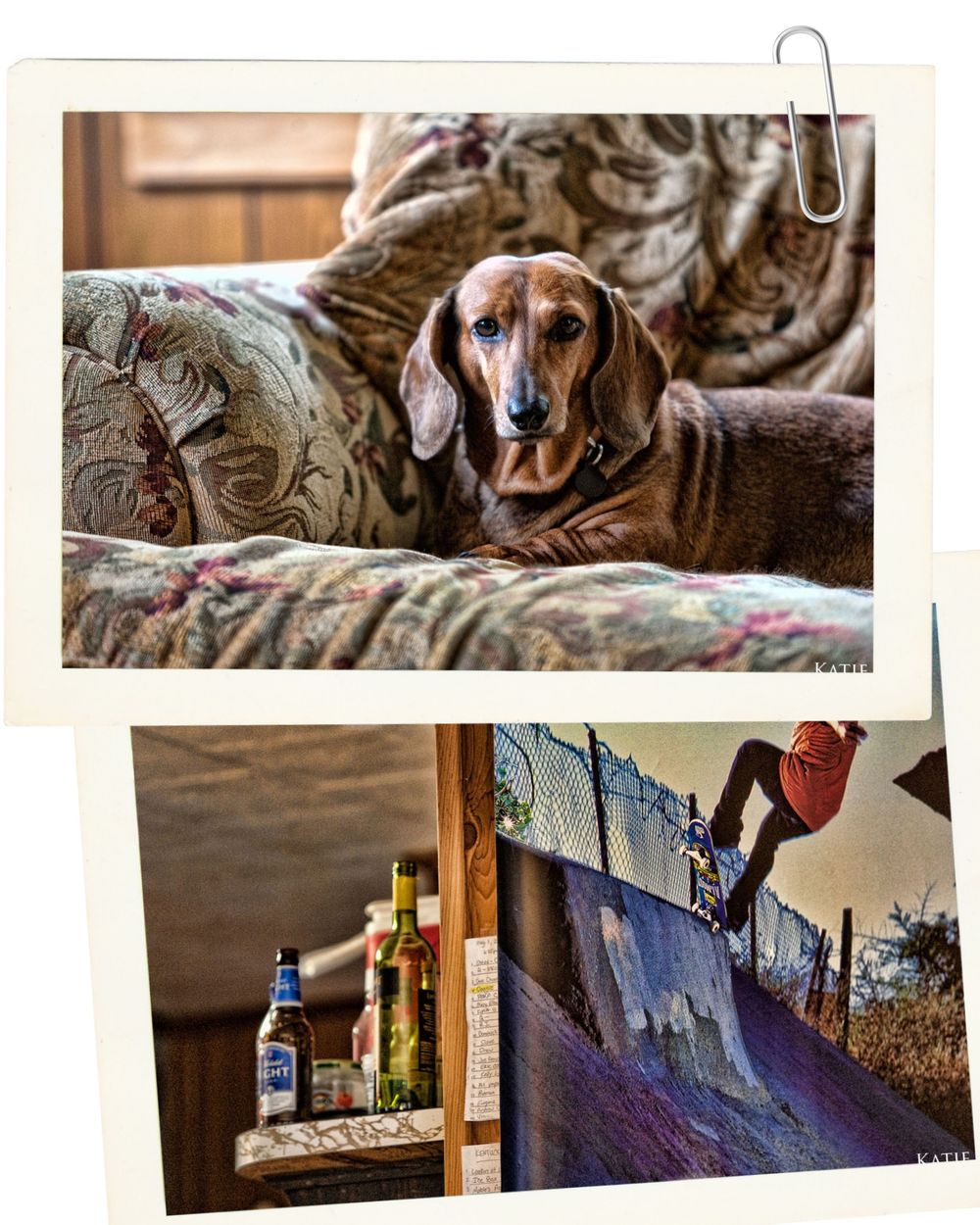 A dachshund rests on a floral couch above a scene of liquor bottles and a skateboarder on a ramp near a fence.