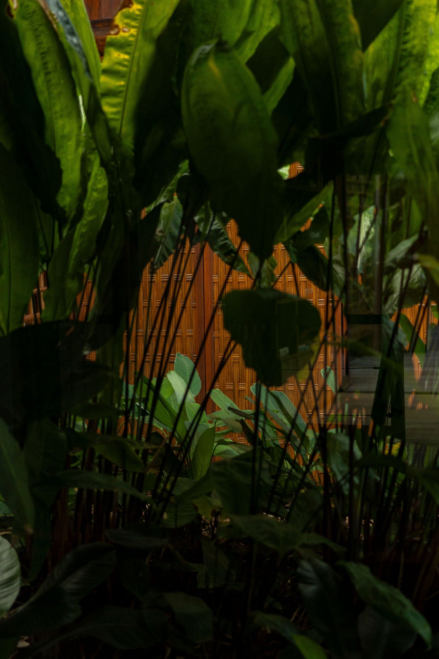 Lush tropical green leaves in a dimly lit garden with a warm wooden bamboo fence in the background.