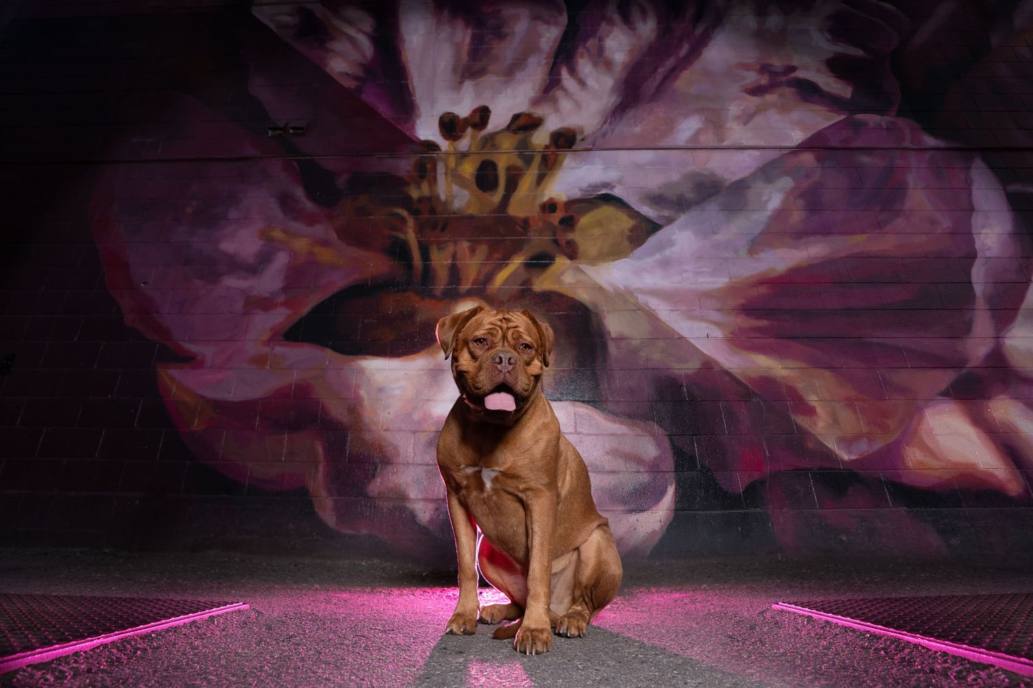 Dog photography in city scape with dramatic lighting