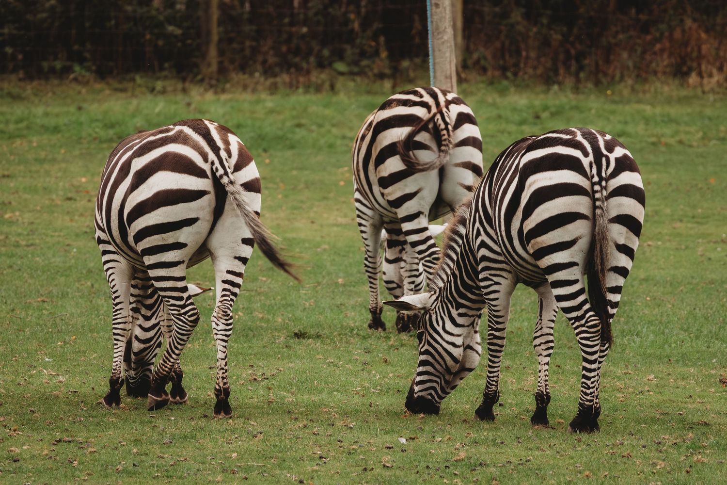 Three zebras grazing on green grass, showing their distinctive black and white striped patterns from behind.