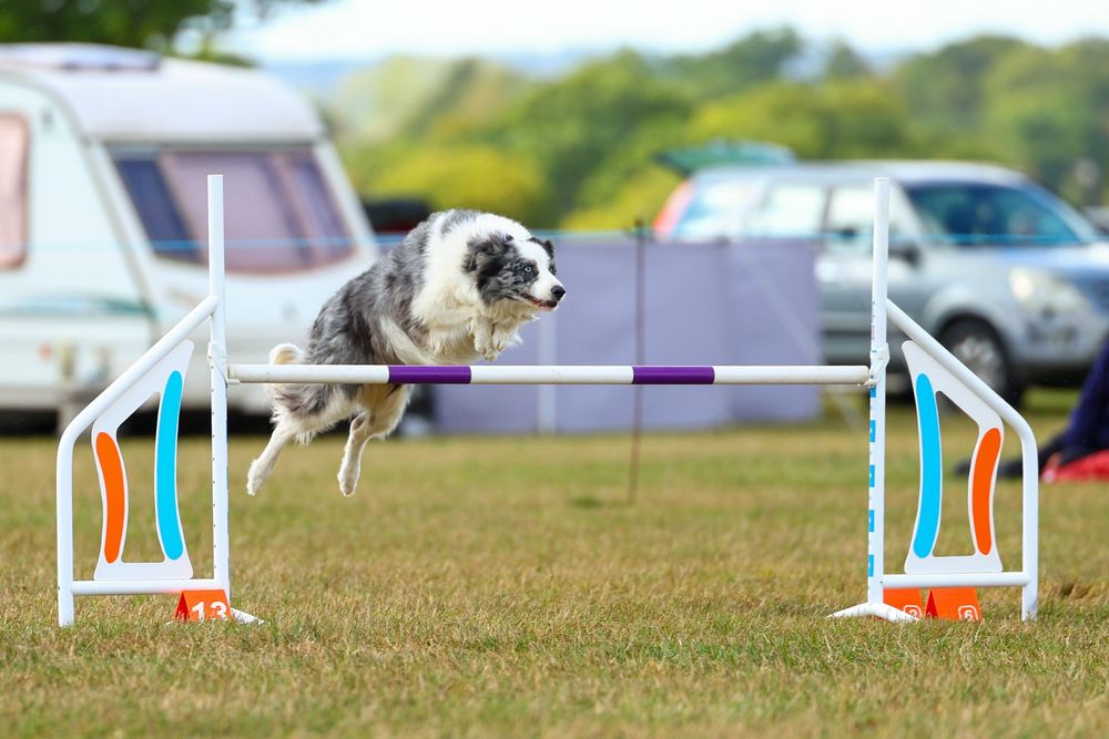 dog photography