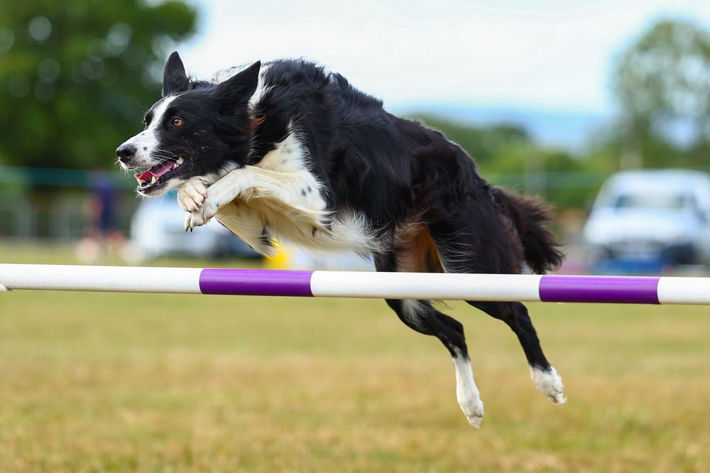 dog photography