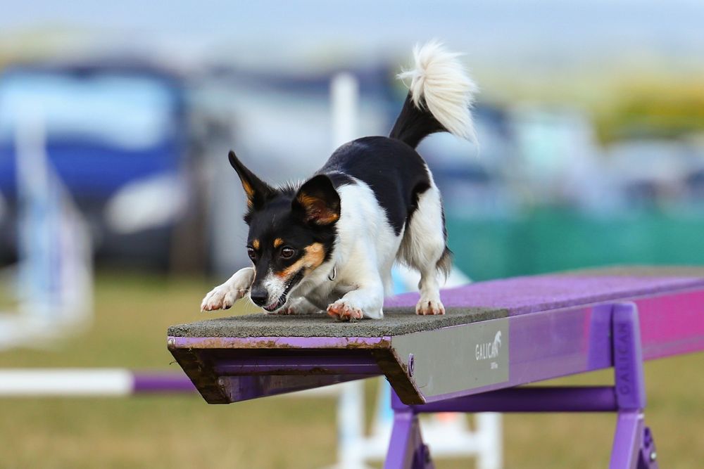 dog photography
