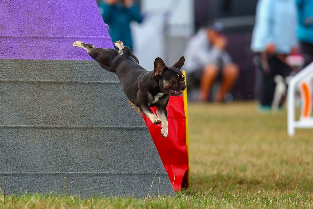 dog photography