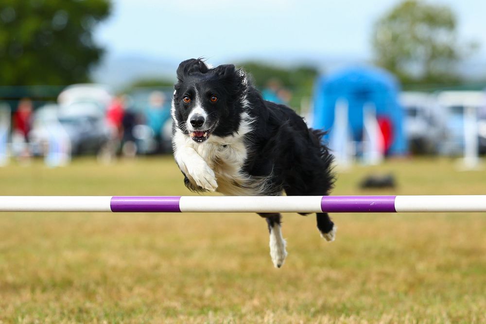 dog photography