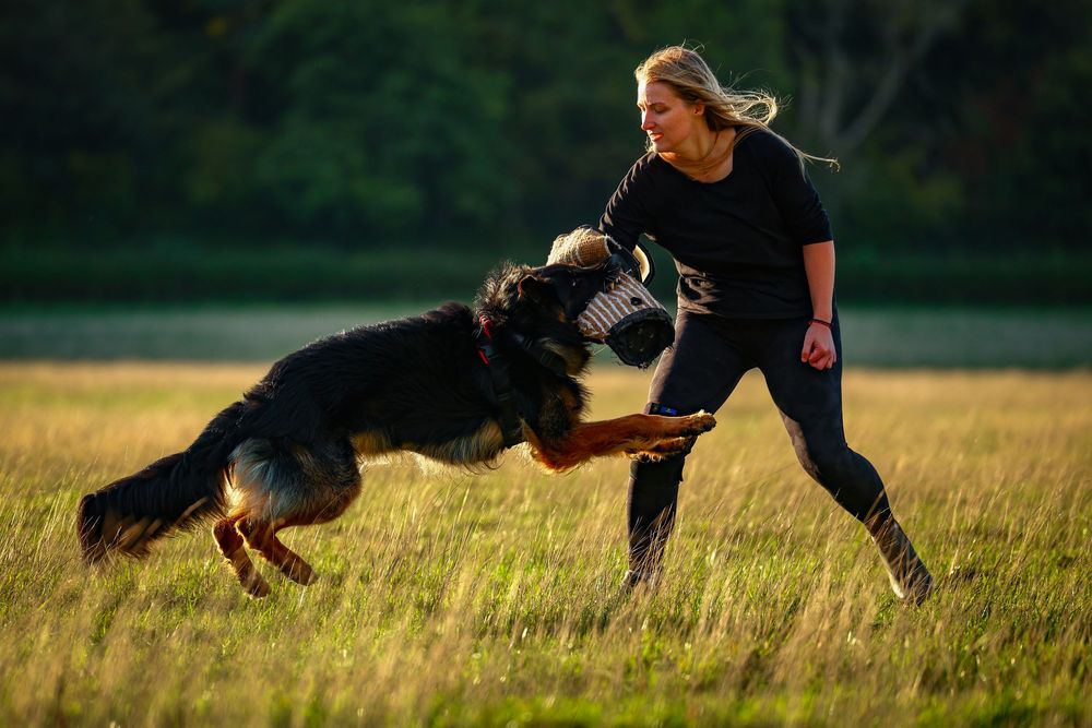 dog photography