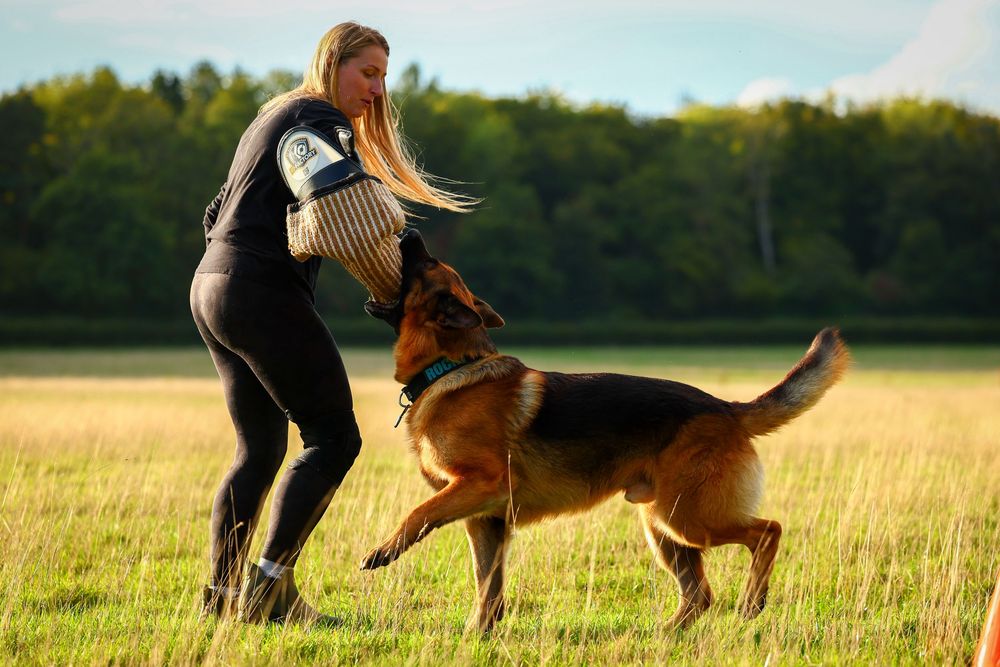 dog photography