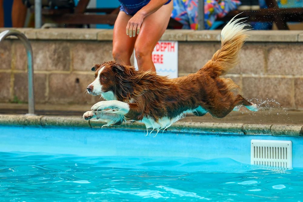 dog photography