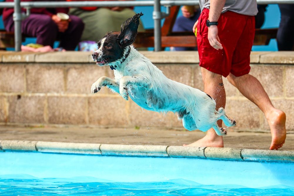 dog photography