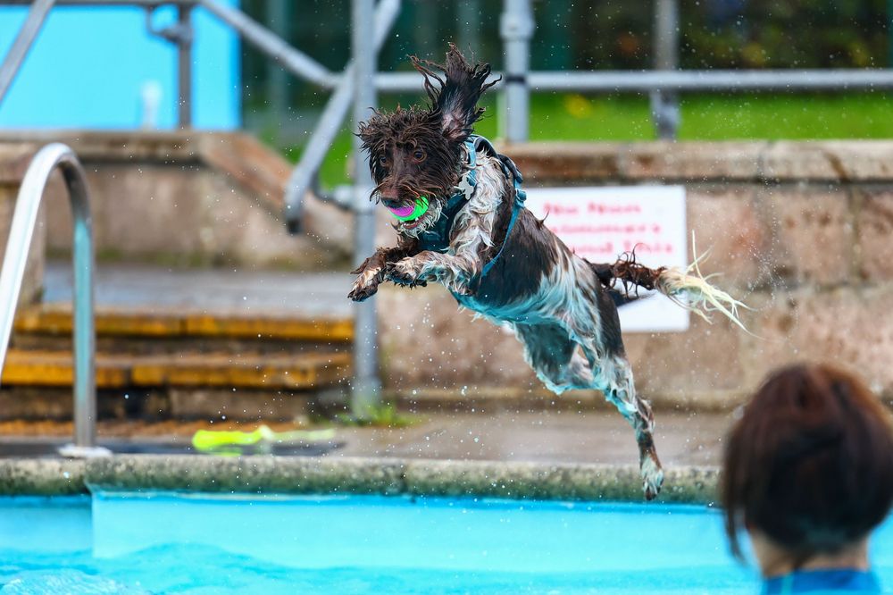 dog photography