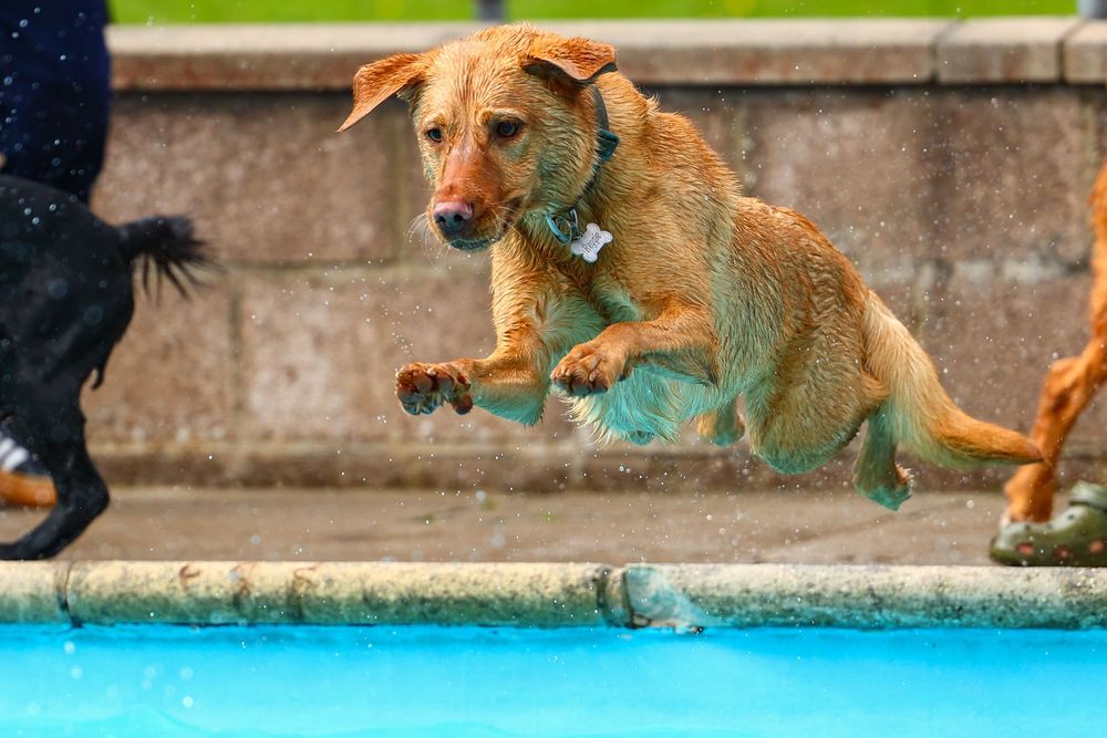 dog photography