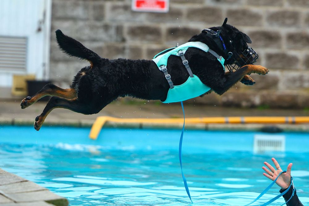 dog photography