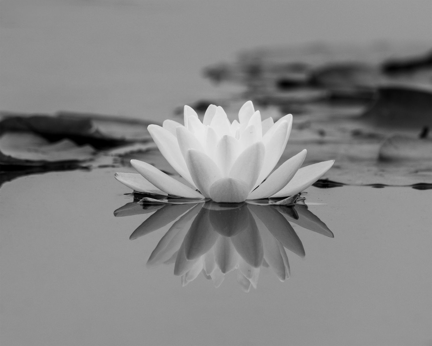 Reflection of a water lily on water