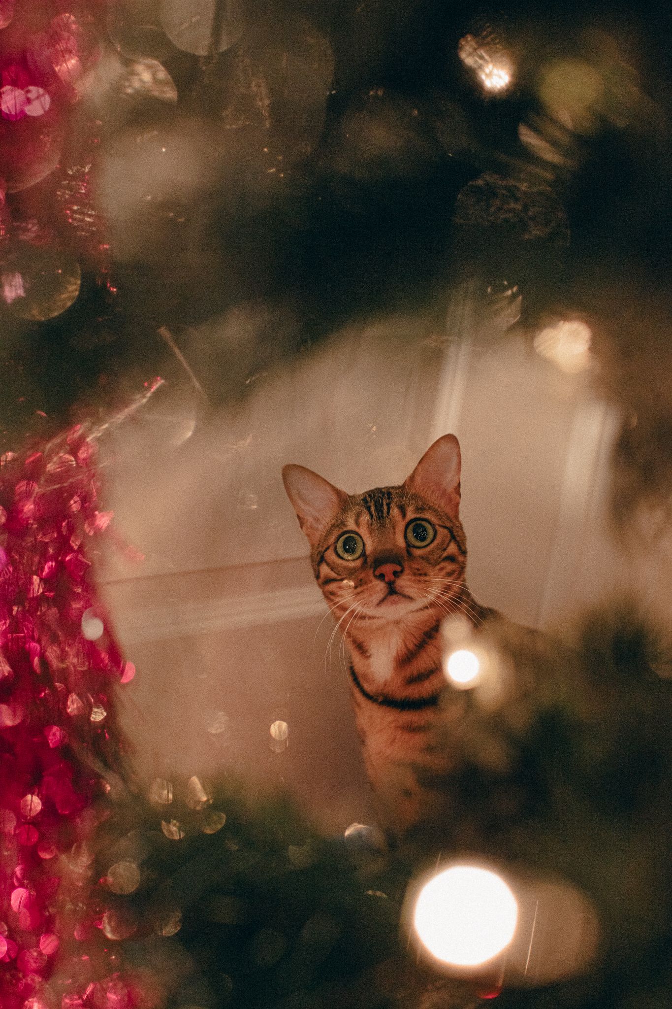 Bengal cat peeks through Christmas decorations with wide curious eyes amid warm bokeh lights and red holiday ornaments.