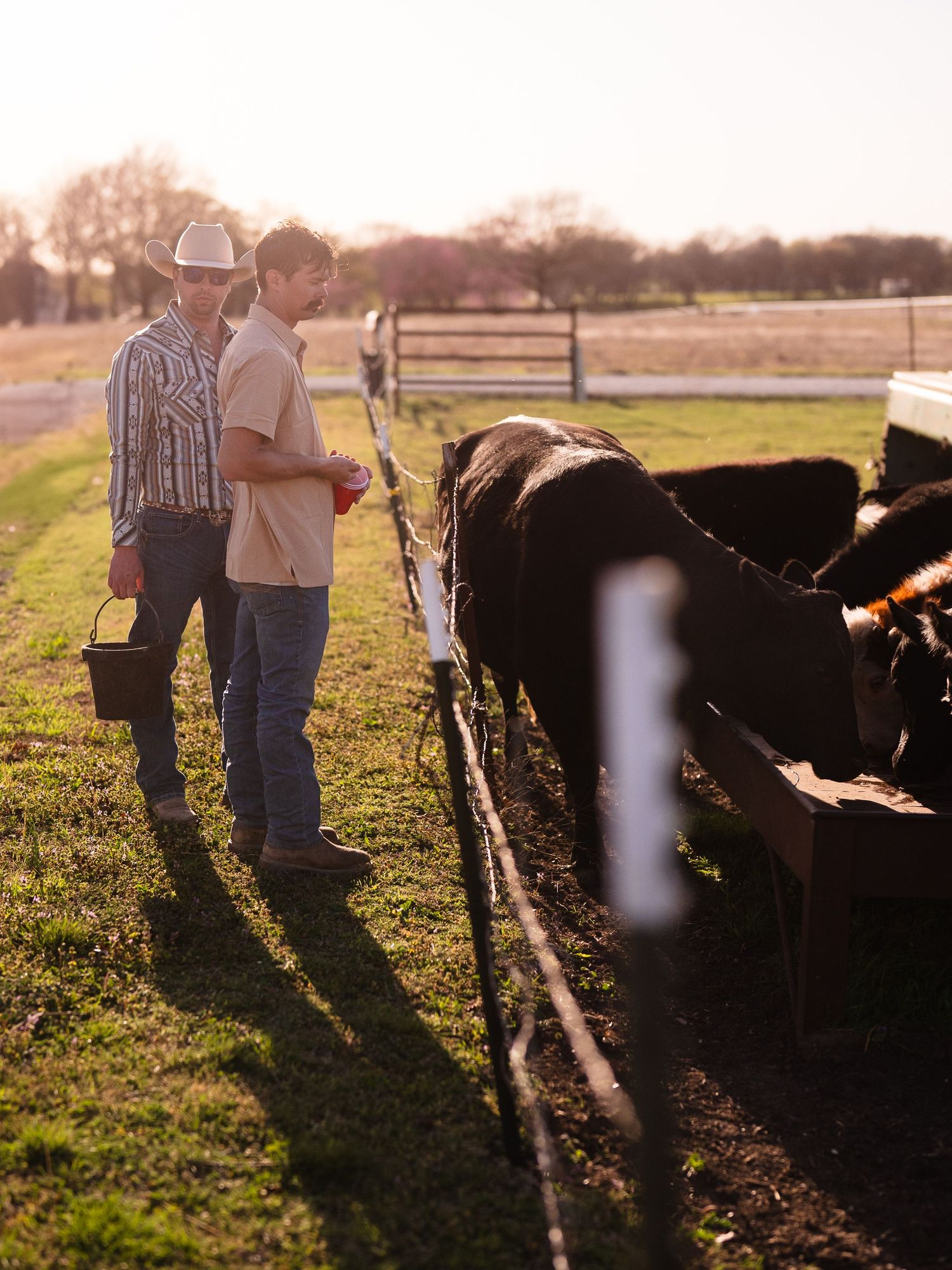 Two farmers stand by a fence feeding cattle on a rural farm at sunset with long shadows cast on the grass.