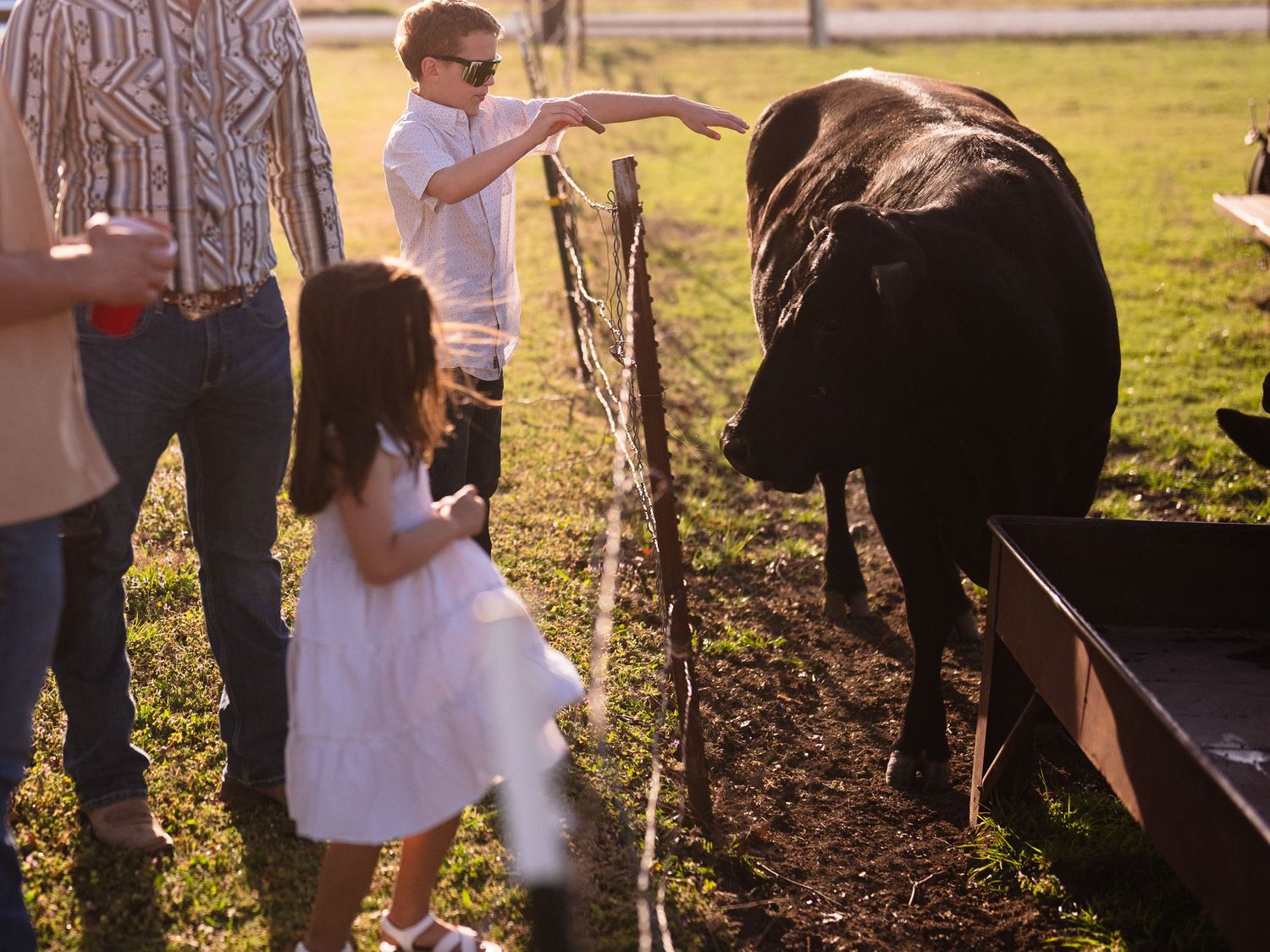 A child in a white dress stands next to a fence looking at a large black horse grazing in a sunlit field.