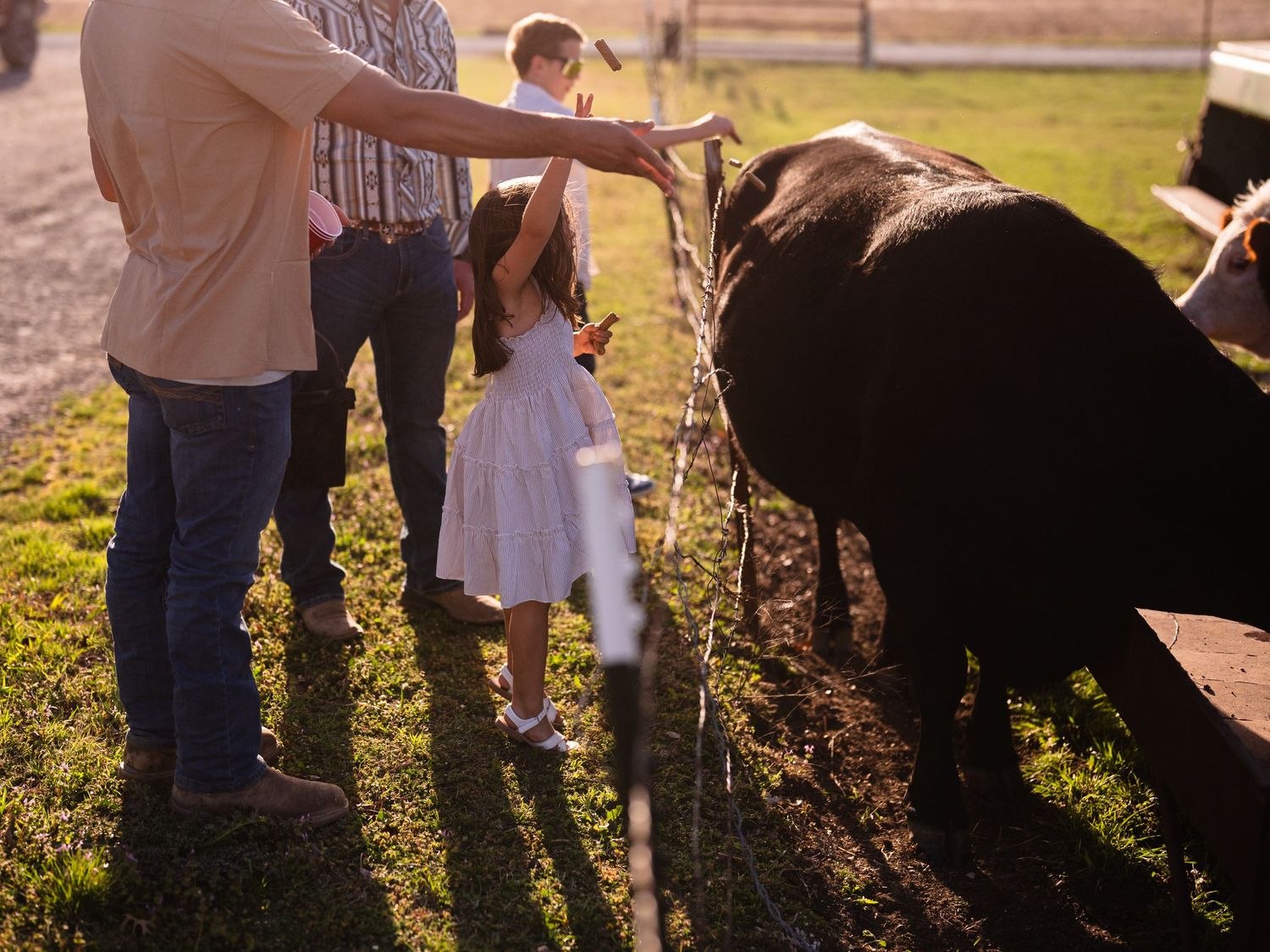 People in casual attire feed animals at a farm fence during golden sunset hour in a rural setting.