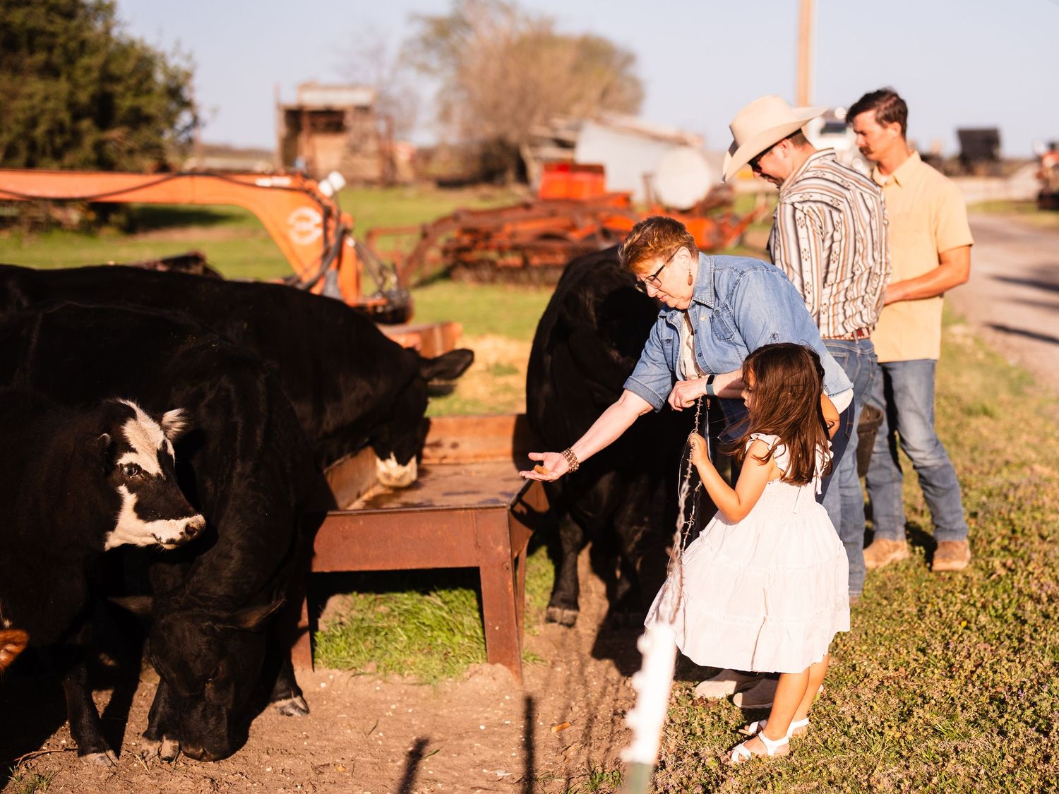 People visit with black cows next to a wooden fence on a sunny afternoon at a farm.