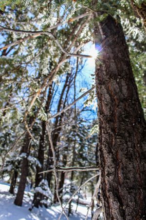 Travel Photography in Big Bear California by Izya Lebtahi.