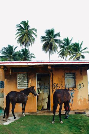 Travel/Small Business in Puerto Rico Photography by Izya Lebtahi.