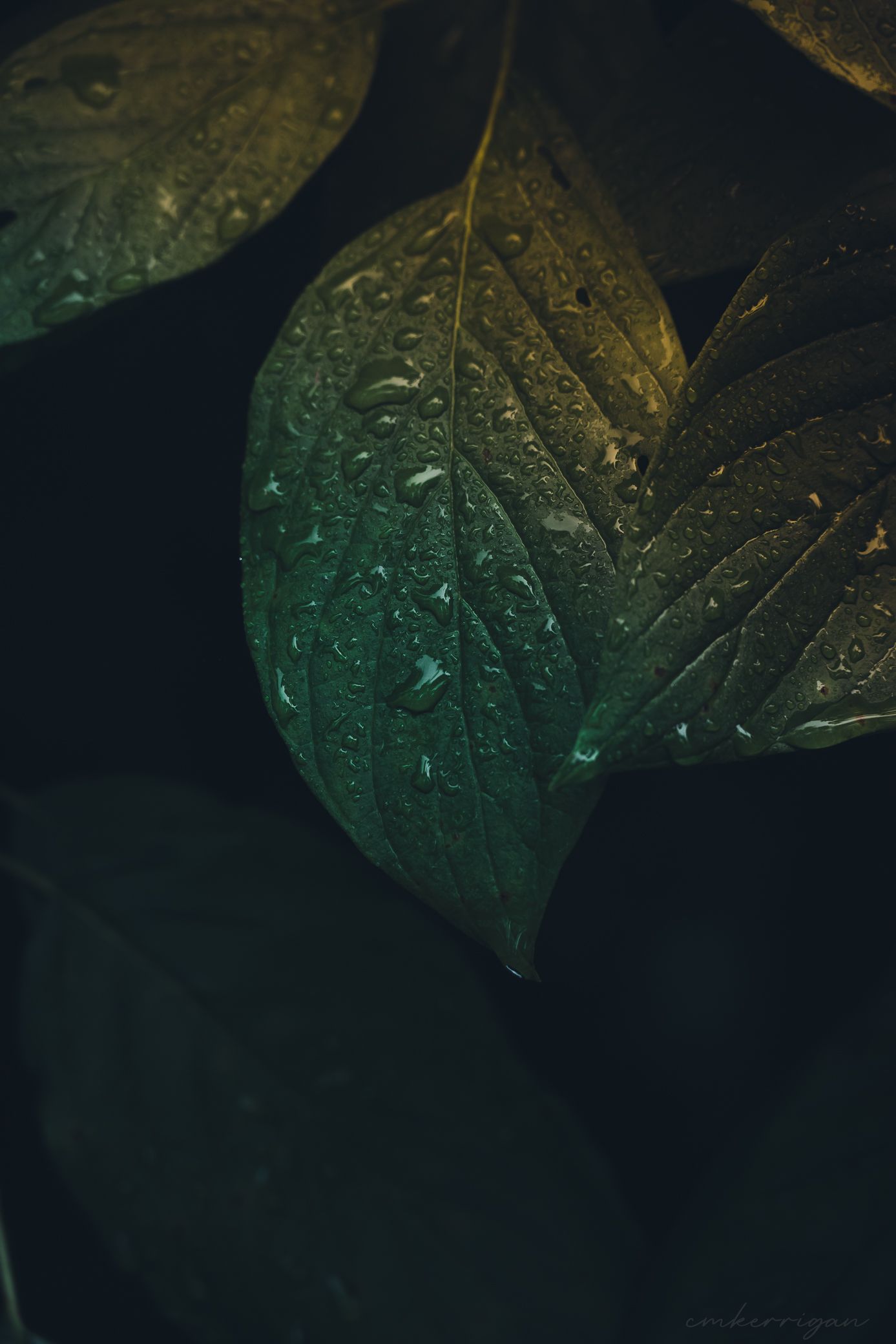 Close-up of wet green leaves with water droplets against a dark background.